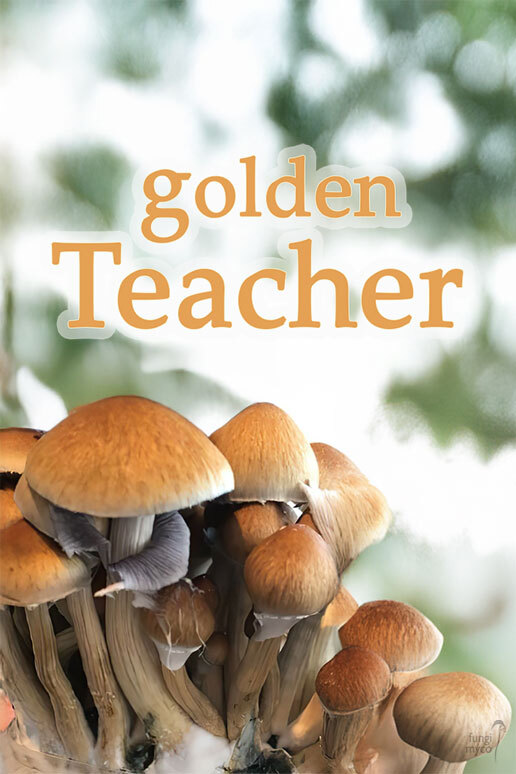 See Golden Teacher Spores