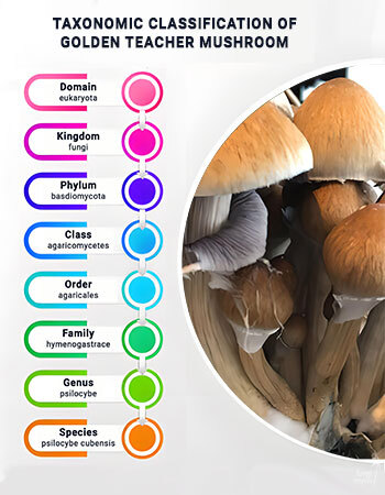 Taxonomic hierarchy diagram showing Psilocybe cubensis classification from domain down to species level in a structured flowchart