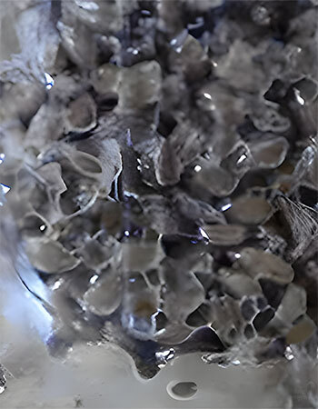White millet grain with heavy sour rot contamination