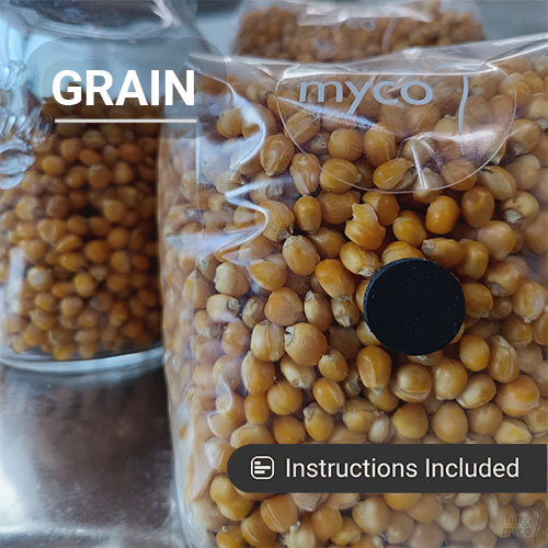 Mushroom Grain