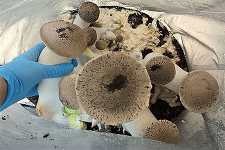 Harvesting oyster mushrooms from a grow bag