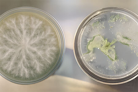 Two agar plates side by side showing healthy rhizomorphic white mycelium on the left and green mould contamination on the right