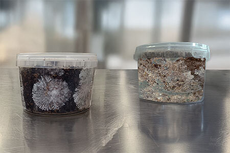 Side-by-side comparison of healthy white mycelium colonisation versus green Trichoderma contamination in PF Tek pots