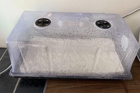 Home mushroom fruiting chamber showing condensation on the inner walls of a clear plastic tub