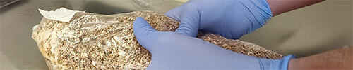 Breaking and Shaking Colonising Grain