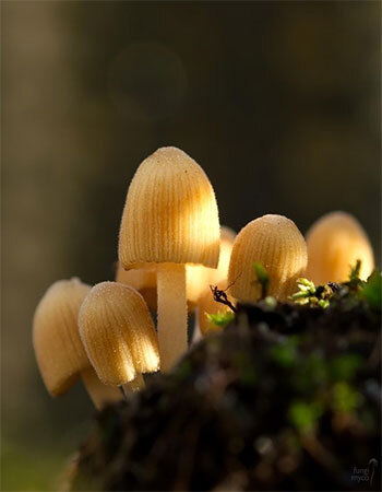 how to grow mushrooms