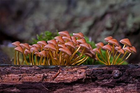 how to grow mushrooms
