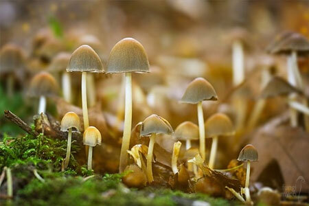 how to grow mushrooms