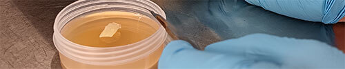 Transferring Agar to Agar