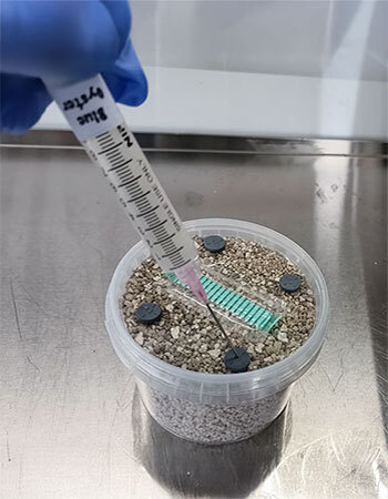 Gloved hand injecting a spore syringe into a PF Tek mushroom grow kit pot
