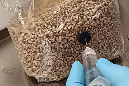 Sterile syringe injecting mushroom spores through an injection port on a grain-filled bag