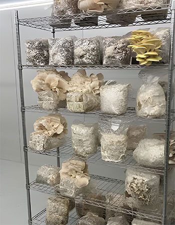 Multiple mushroom species growing on different substrate types arranged on shelves in a home growing setup