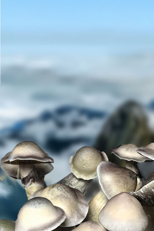 Leucistic Machine Elf F1 Spores