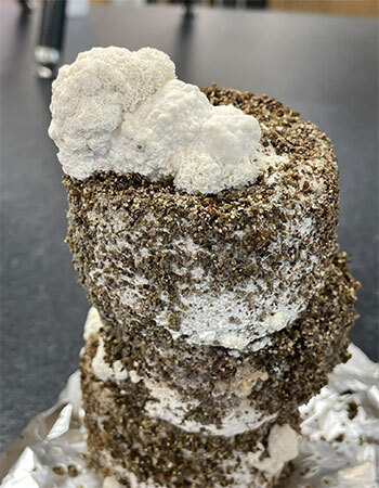Lion's Mane mushroom Hericium erinaceus fruiting from a PF Tek brown rice flour cake showing cascading fruiting bodies
