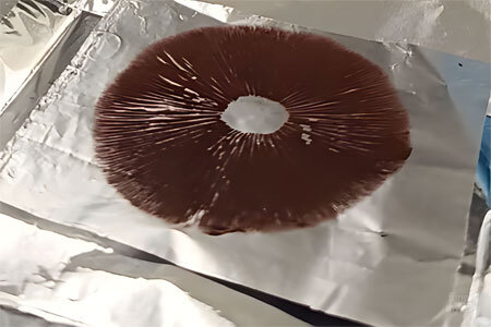 Dark, well-defined spore print sample commonly used for beginner microscopy practice
