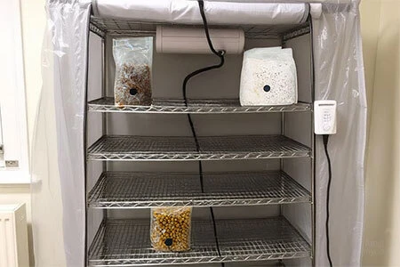 Martha tent mushroom growing setup with wire shelving, humidifier, and multiple fruiting bags visible on shelf tiers