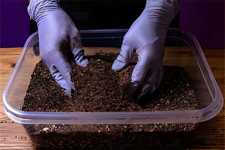 Mushroom grower mixing colonised grain spawn into bulk substrate of coco coir and vermiculite in a large plastic tub