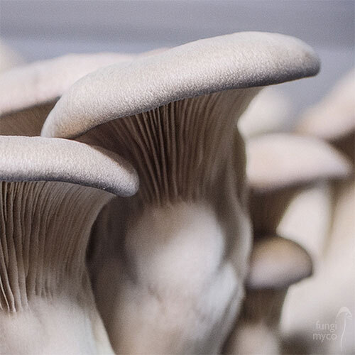 See King Oyster Mushrooms