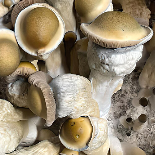 See Secret Santa Magic Sporess