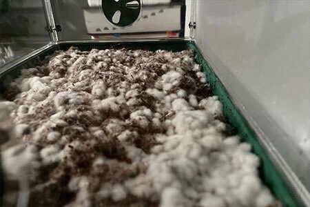 Fluffy white mycelium spreading through dark bulk substrate during incubation at 22 degrees Celsius