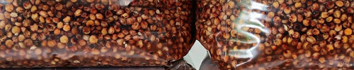 Mushroom Grain to Colonise Mycelium Mushroom Grain to Colonise Mycelium