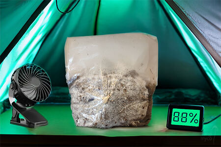 Inside a UK mushroom grow tent showing a hygrometer reading 88% humidity with oyster mushroom pins forming on substrate