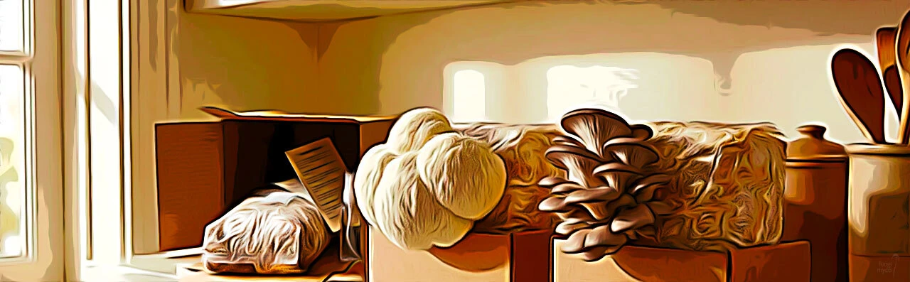 Mushroom growing kits