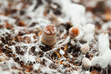 Fully colonised white mycelium substrate block with early primordia forming