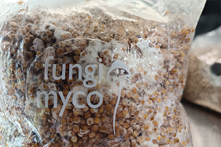 Close-up of dense white mycelium threads colonising millet grain substrate inside a clear grain bag