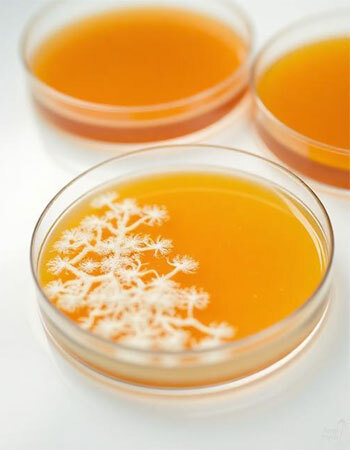 Close-up of petri dishes showing white mycelium colonising amber agar gel on a clean white laboratory bench