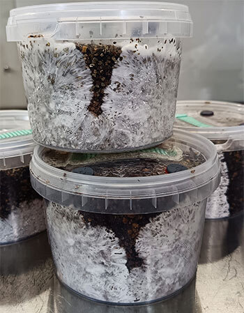 Close-up of dense white mycelium threads colonising millet grain substrate inside a clear grain bag