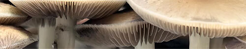 Exotic Spores