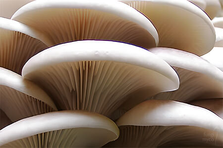 Oyster mushroom cluster at peak harvest stage with firm texture