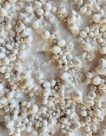 Oyster mushrooms fruiting from top of monotub fruiting chamber