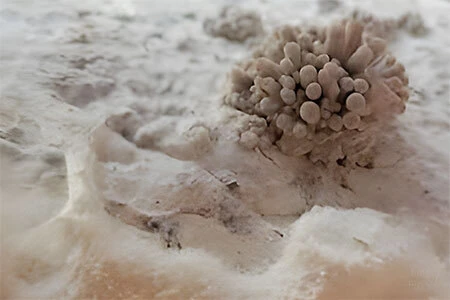 Dense clusters of oyster mushroom pins forming on colonised substrate surface inside a monotub