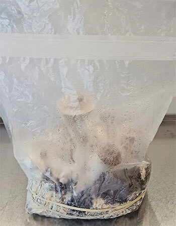 Oyster mushrooms in a Canopio mushroom growing kit