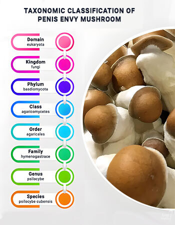 Taxonomic classification hierarchy diagram for Psilocybe cubensis showing Domain through Genus levels in a structured tree format