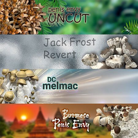 Penis Envy combo spores at Fungi Myco