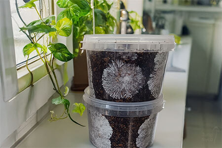 Two colonised PF Tek pots in a UK kitchen showing white mycelium growing through brown rice flour substrate