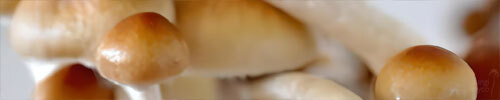 Psilocybe Cubensis Spores Psilocybe Cubensis Spores