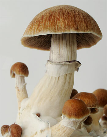 Psilocybe cubensis specimen showing golden-brown cap, darkening gills, white stipe with membranous annulus, and blue bruising at stipe base for identification reference