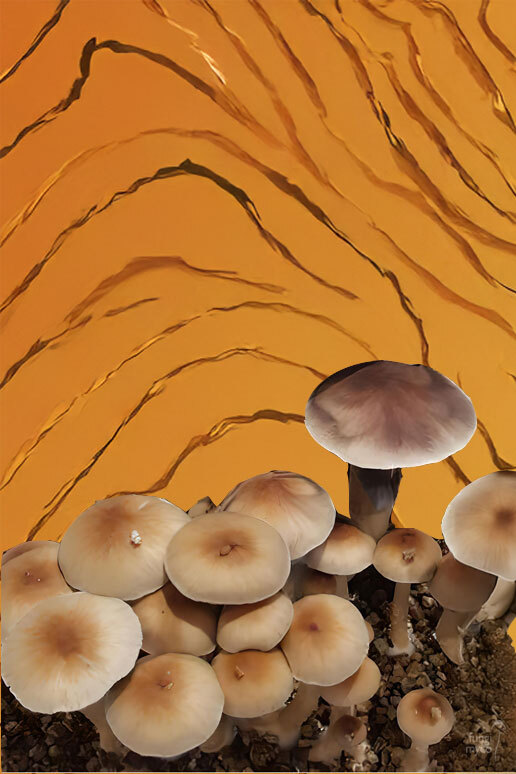 See Psilocybe Tasmania Spores