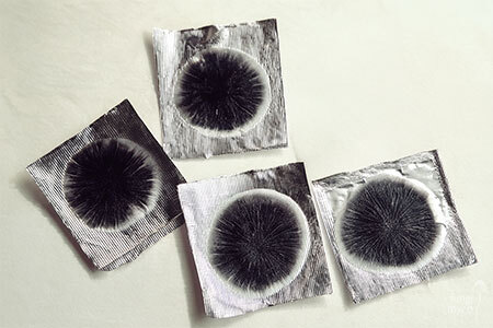 Overhead view of several different labelled fungal spore print samples laid out on a white surface for comparative microscopy selection