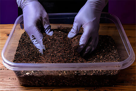 Gloved hands mixing colonised grain spawn through brown bulk substrate inside a clean plastic tub