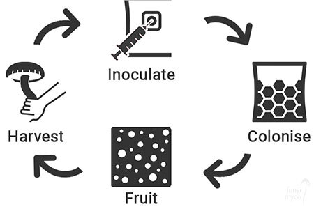 The stages of growing mushrooms