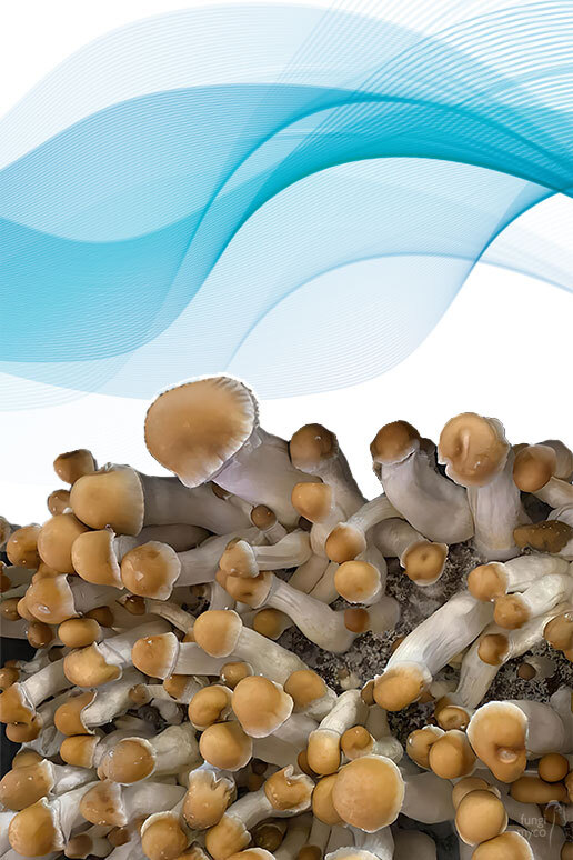 See Tidal Wave Spores