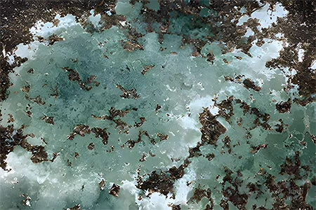 Close-up of Trichoderma green mould contamination spreading across white mycelium on dark mushroom substrate