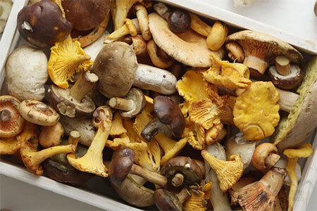 Variety  of UK-grown mushroom species &mdash; oyster, shiitake, lion's mane, and chestnut &mdash; in an assorted box demonstrating differences in cap development and harvest readiness