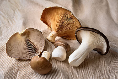 Four UK-legal edible mushroom species arranged on line including oyster and chestnut mushrooms for home cultivation