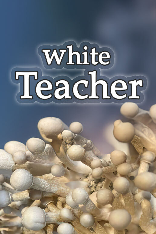 See Leucistic Golden Teacher (White Teacher) Spores